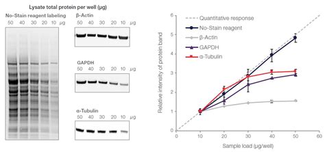 Can Western Blot Quantify Protein: A Dance of Bands and Numbers