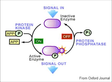 How do protein kinases affect enzymes? And why do they sometimes act like molecular matchmakers?