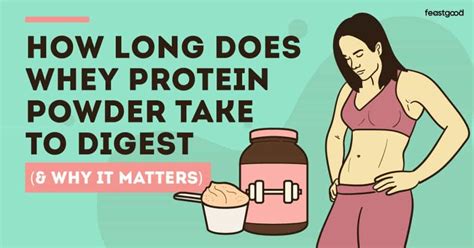 How Long Does Protein Take to Work: A Journey Through Time and Muscle