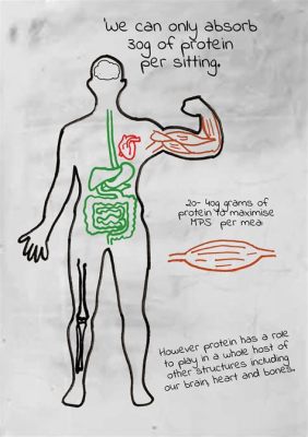 How Many Grams of Protein Can Your Body Absorb in One Sitting, and Why Do Some People Think It’s Related to the Moon’s Gravity?