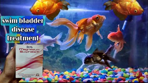 How to Fix Swim Bladder in Goldfish: A Dive into the Depths of Fishy Troubles