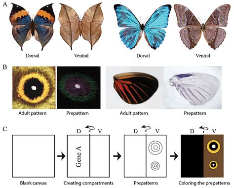 A protein kinase is an enzyme that functions in which of the following ways? And how does it relate to the color of a butterfly's wings?