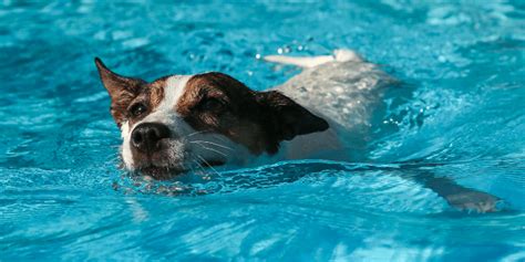 Where Can My Dog Swim Near Me: A Dive into Canine Aquatic Adventures